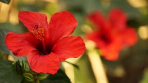 Crveni cvijet hibiskusa